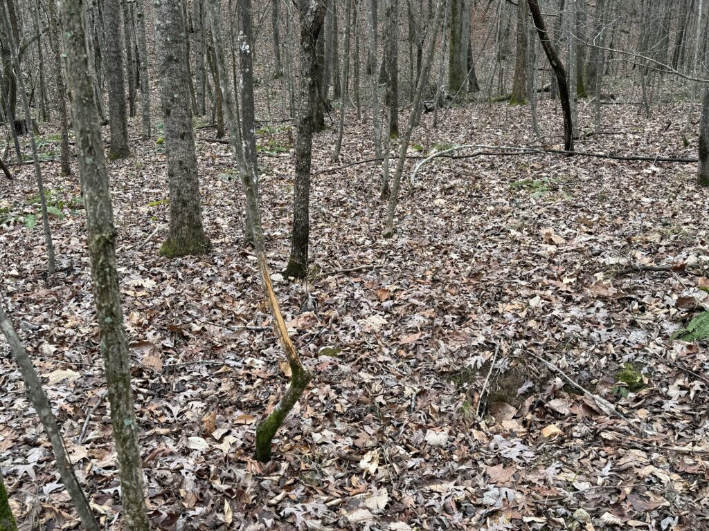 450+/ acres Benton County, Tennessee Excellent Deer & Turkey