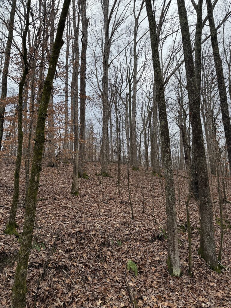450+/ acres Benton County, Tennessee Excellent Deer & Turkey